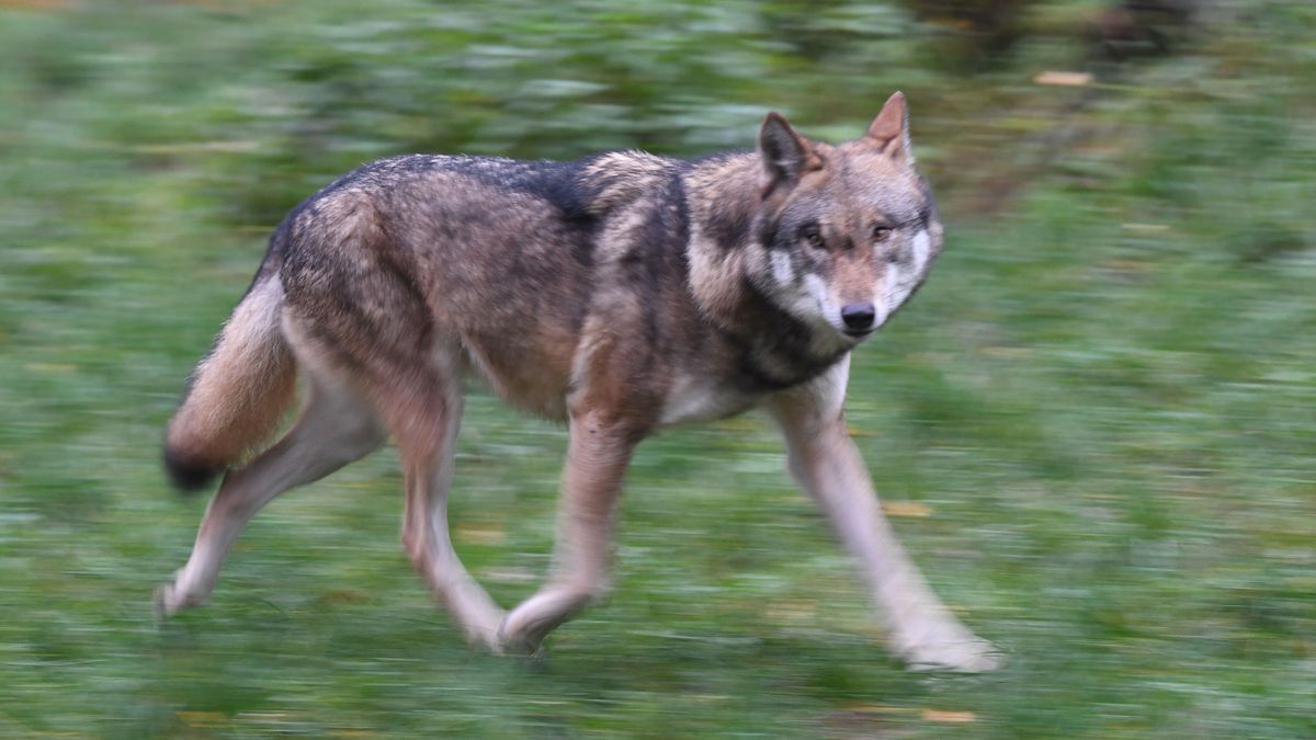 Hamburg: Wolf beißt Frau in Altona – und muss aus Alster gezogen werden