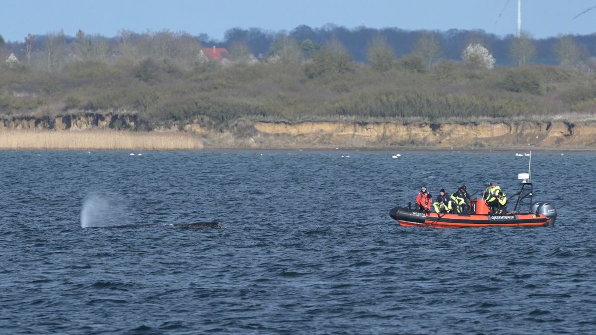 Buckelwal »Timmy« ist nicht mehr zu sehen