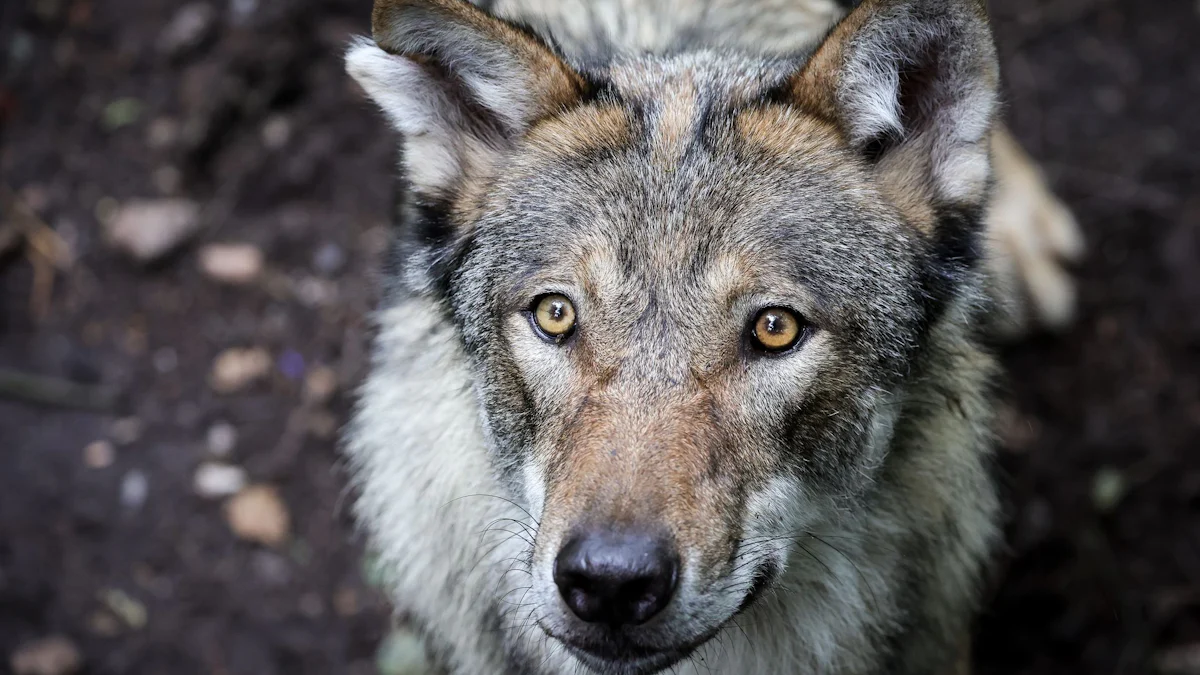 Hamburg: Frau von Wolf gebissen