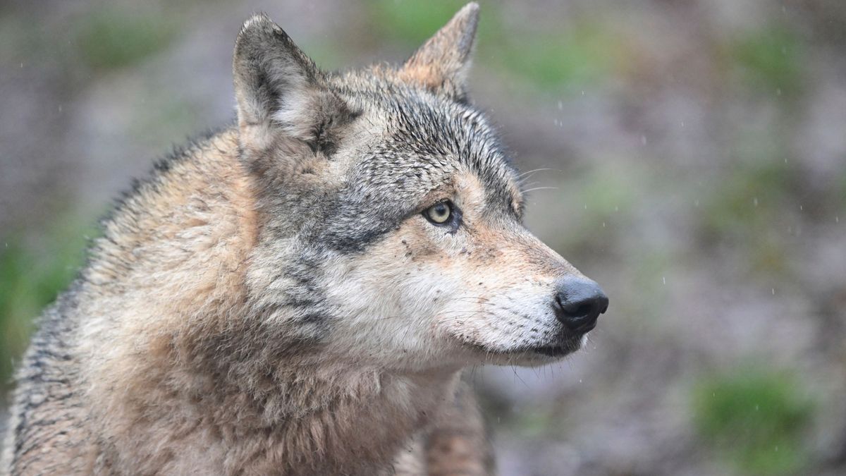 Hamburg: Bundesamt für Naturschutz stuft Vorfall als ersten Wolfsangriff seit Wiederansiedlung ein