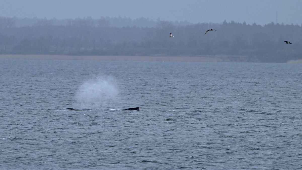 Buckelwal »Timmy« nach Abtauchen erneut vor Wismar gesichtet