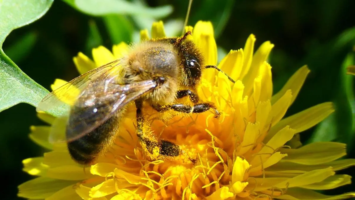 
                                                                                                                       ¿Por qué las abejas también se emborrachan?
                                                                                                                   