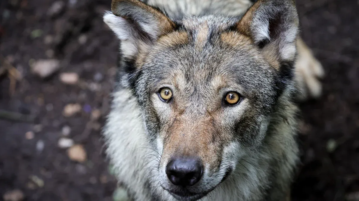 Hamburg: Frau an belebter Einkaufsmeile in Altona von Wolf gebissen