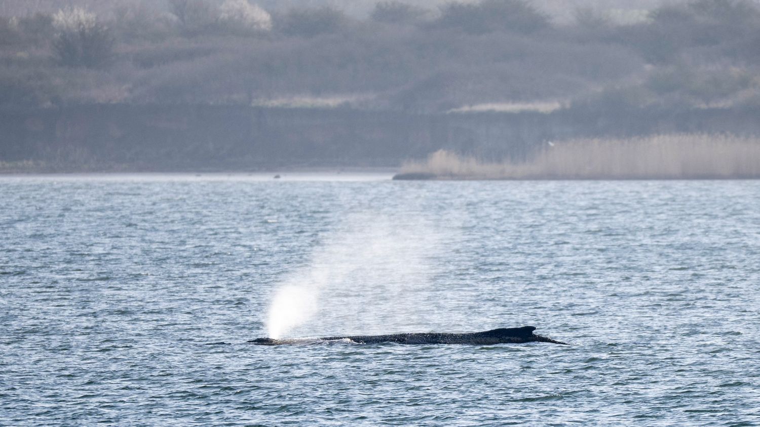 La baleine à bosse échouée depuis plusieurs jours en Allemagne a réussi à se libérer
