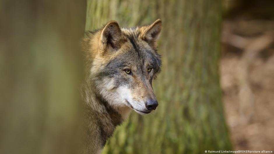 Wolf-Attacke in Hamburgs Innenstadt: Raubtier beißt Frau