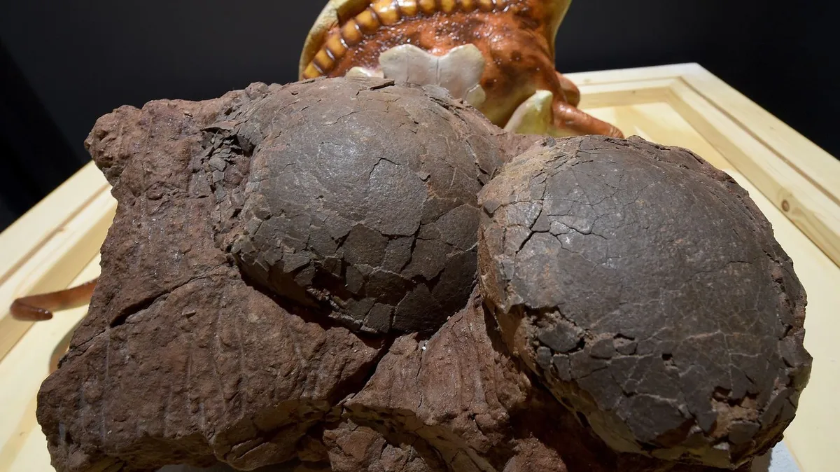 Plus d'une centaine d'œufs de dinosaures exhumés à Mèze, dans l'Hérault, une découverte "excessivement rare"