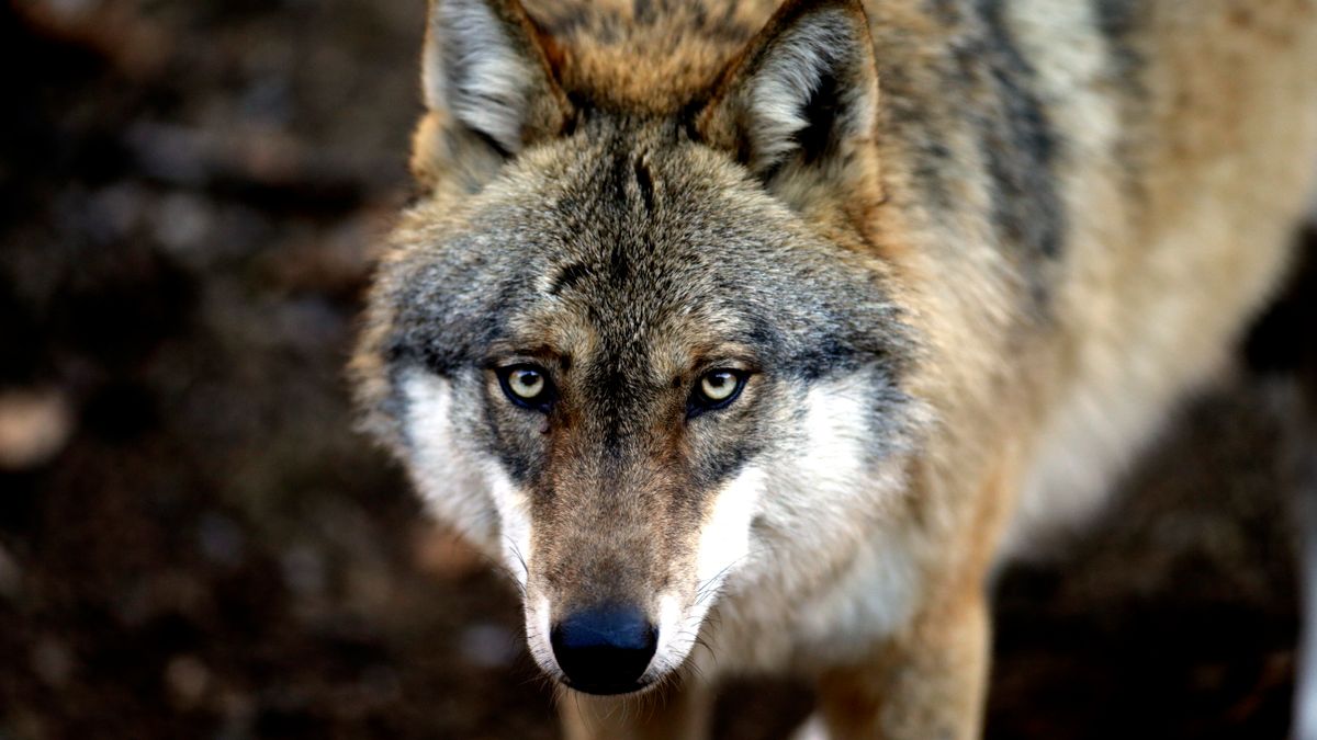 Hamburg: Wie oft greifen Wölfe Menschen an und wie gefährlich ist ein Biss?