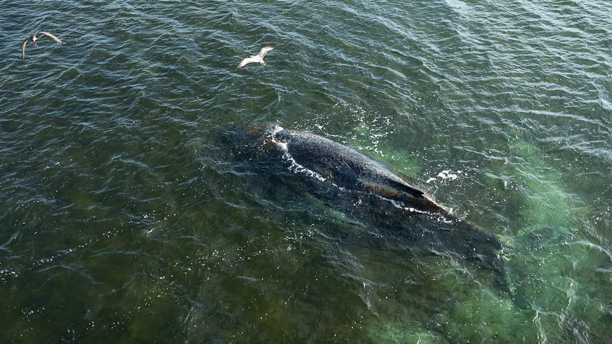 Ostseeküste: Buckelwal in der Bucht von Wismar schwimmend gesichtet