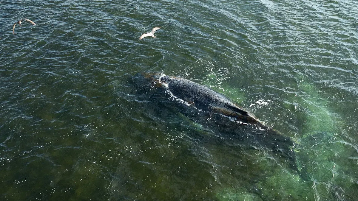 Ostseeküste: Buckelwal in der Bucht von Wismar schwimmend gesichtet