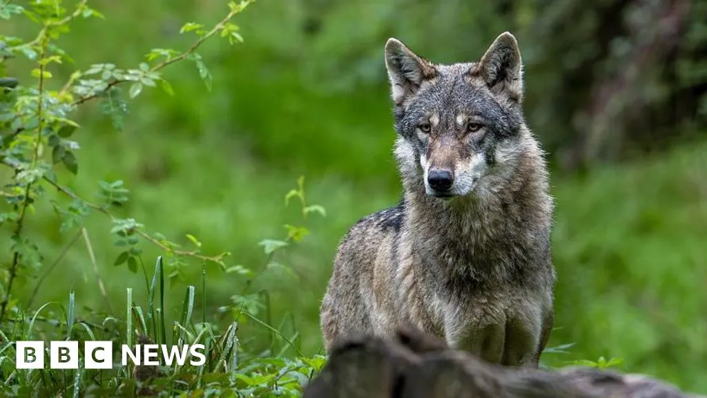 Wolf bites woman in shock German attack in Hamburg shopping street