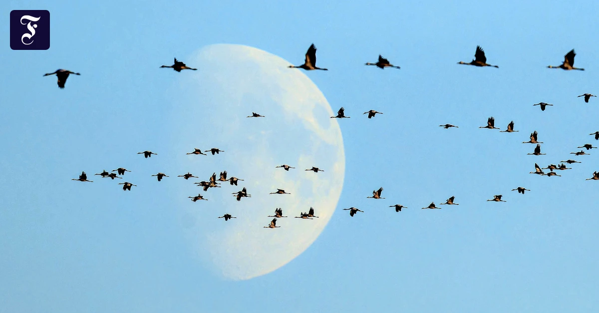 Vormarsch der Vogelgrippe: Haben Zugvögel das Virus im Gepäck?