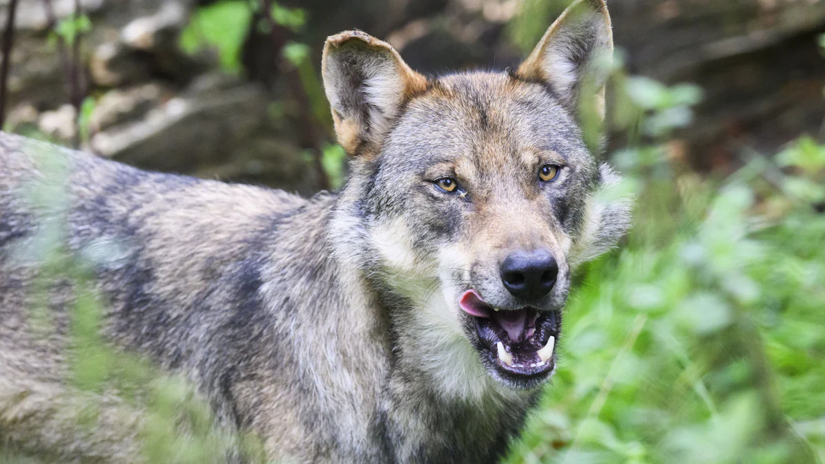 Wolfsangriff in Hamburg: Hat der Wolf Angst, kann es gefährlich werden