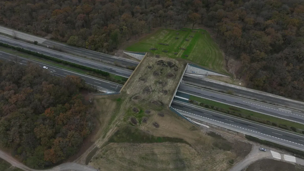 
         El ecoducto que estrenará la M-607: una 'autopista verde' de encinas y retamas con 137 metros para evitar atropellos de animales 
    