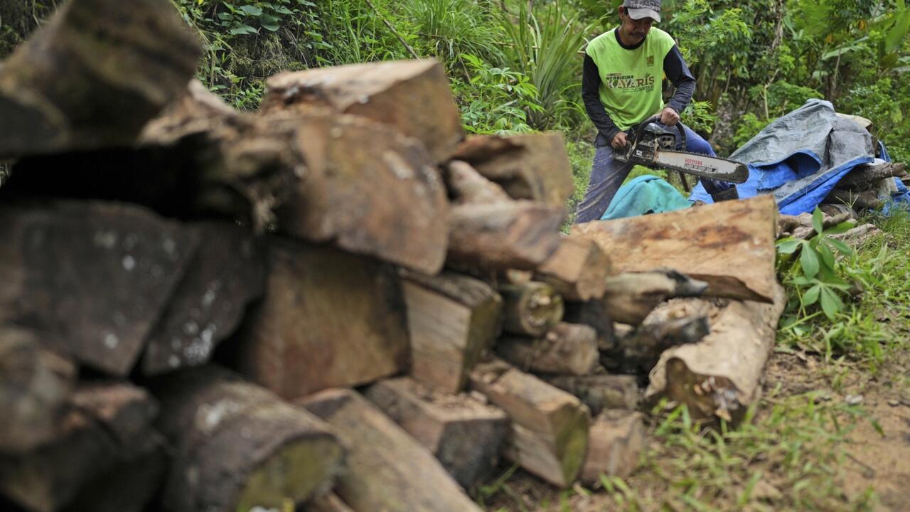 L'Indonésie face à une déforestation en 2025 qui grimpe de 66%