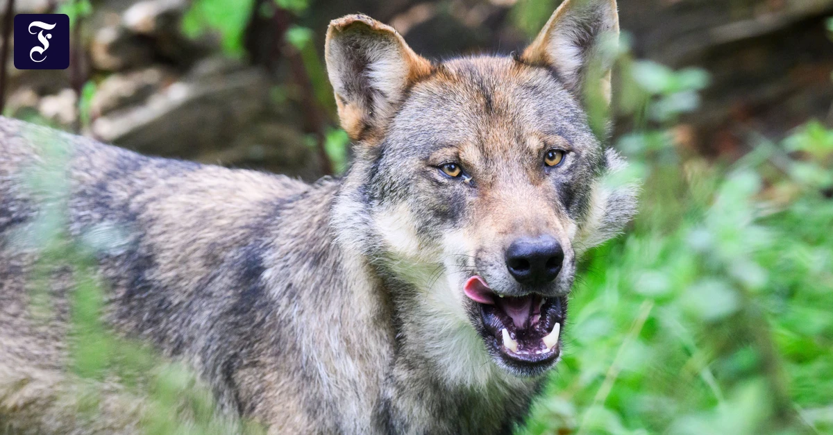 Wolfsangriff in Hamburg: „Das Tier hatte die Hosen voll“