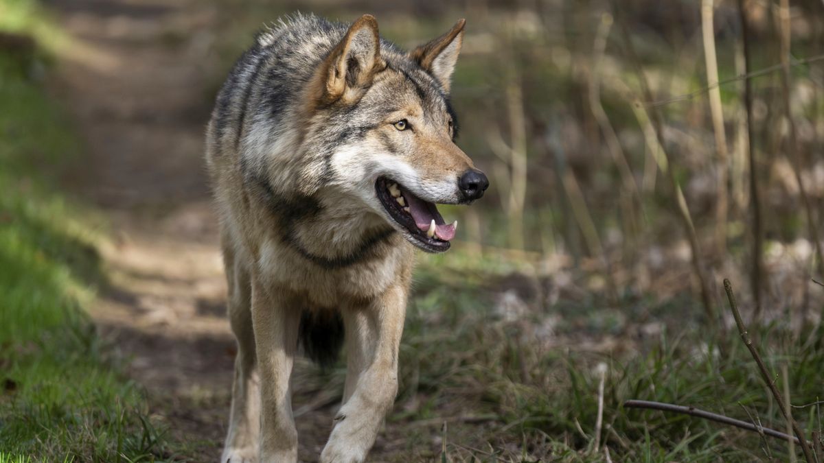 Wolf-Attacke in Hamburg: »Das Tier hat viele falsche Entscheidungen getroffen«