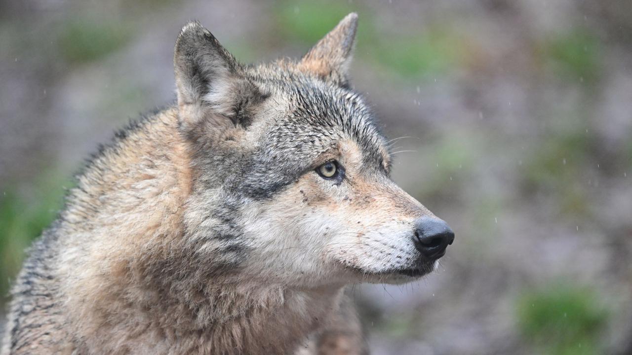 Was über den Wolfsangriff auf eine Frau in Hamburg bekannt ist