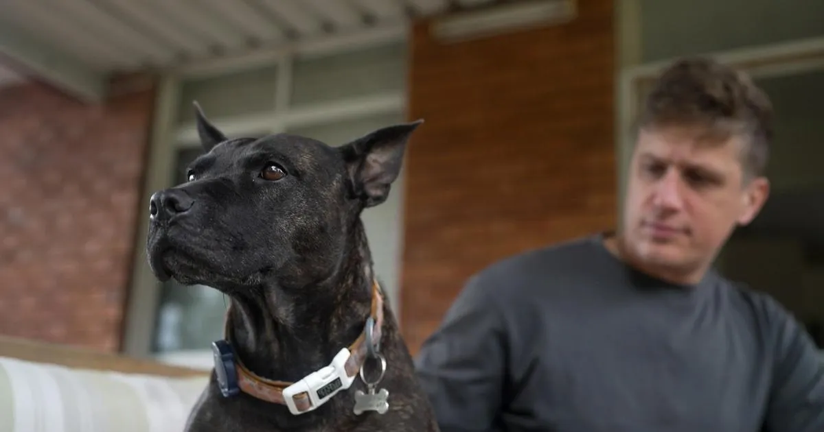Avec ChatGPT, un ingénieur a conçu un vaccin ARN pour soigner le cancer de son chien