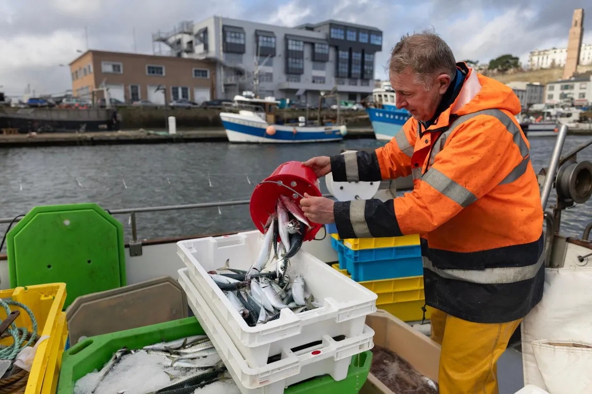 En Bretagne, la baisse des quotas de pêche du maquereau inquiète petits et gros pêcheurs