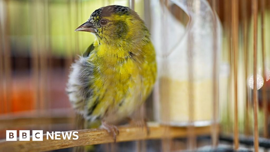 Catching the hunters trapping rare songbirds in China