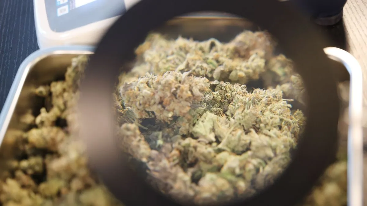 Cannabis: Legalisierung führte bisher nicht zu mehr Konsum