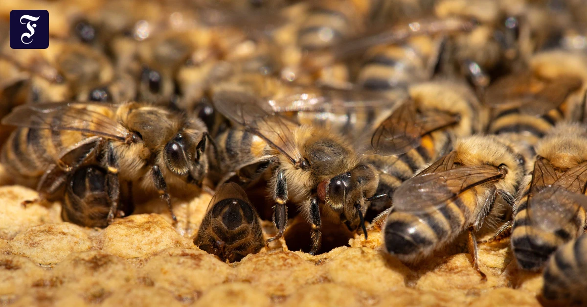 TV-Doku über Bienen: Zwei Millionen Blüten für ein Pfund Honig