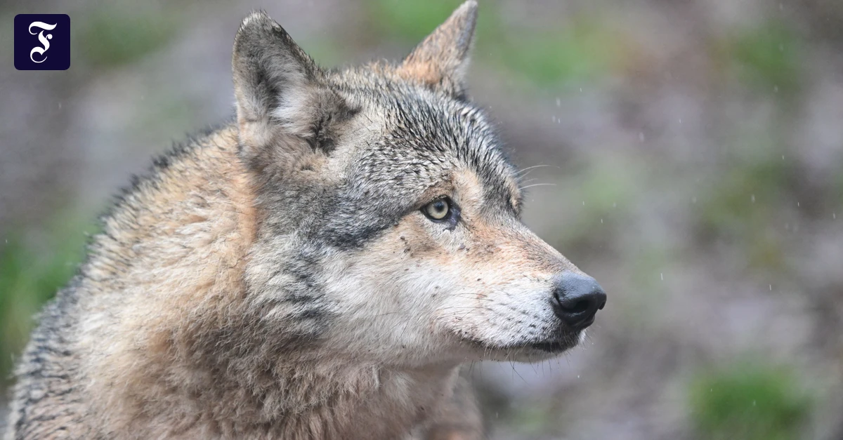 Nach Angriff: Eingefangener Wolf kommt in Auffangstation unter
