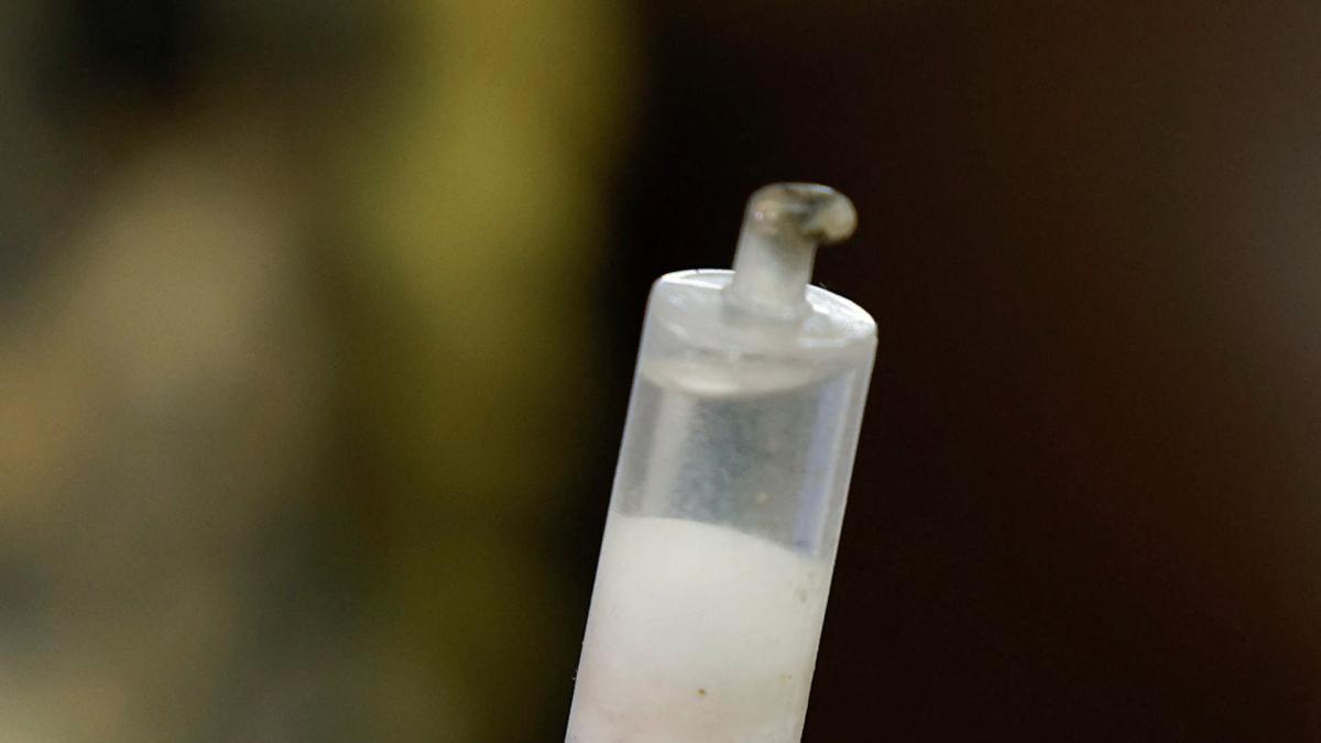 
                                                     Una hormiga como mascota
                                                 