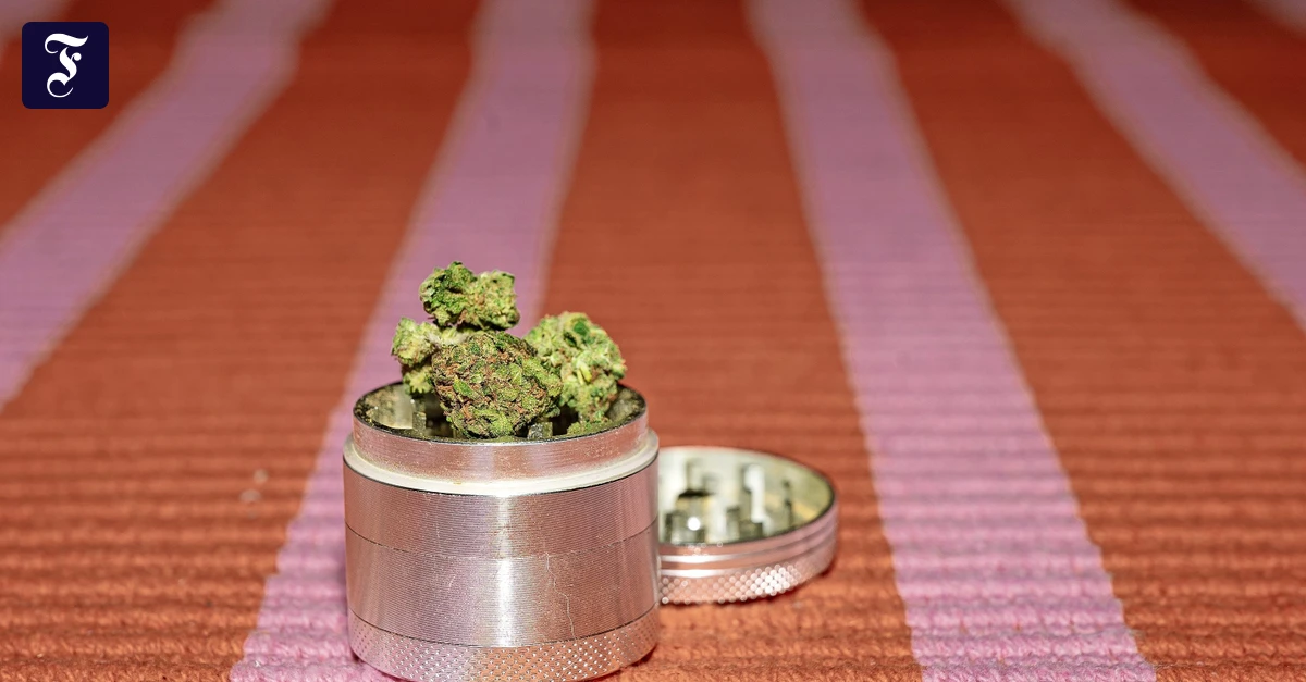 Medizinisches Cannabis: „Medizinalcannabis wird zum Lifestyle-Produkt“