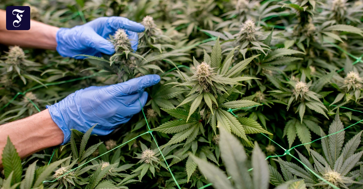 Bericht zu Cannabisgesetz: Deutschland hat jetzt den größten legalen Cannabismarkt