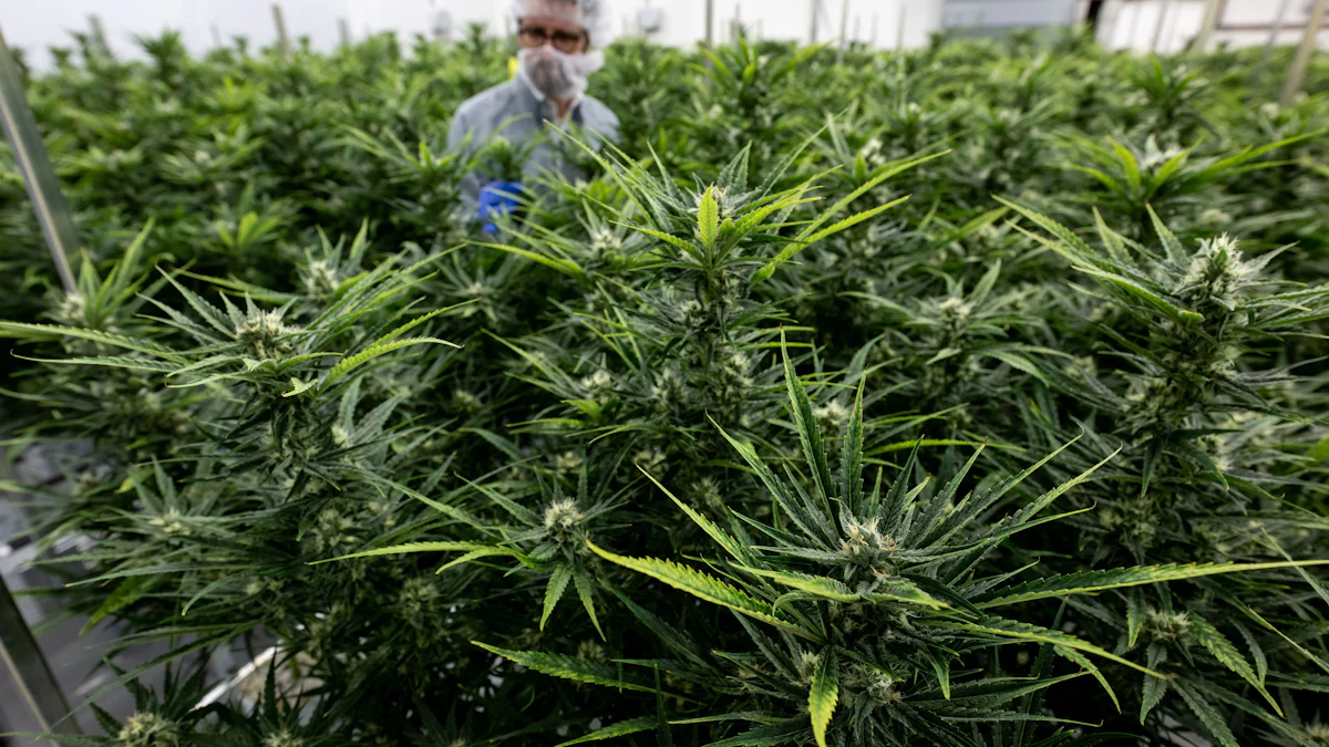 Cannabis: Zwei Jahre nach Legalisierung: Mehr riskanter Konsum, weniger Kriminalität