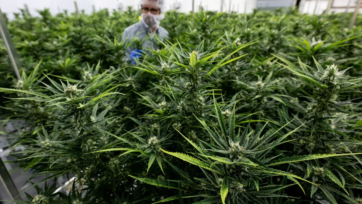 Cannabis: Zwei Jahre nach Legalisierung: Mehr riskanter Konsum, weniger Kriminalität