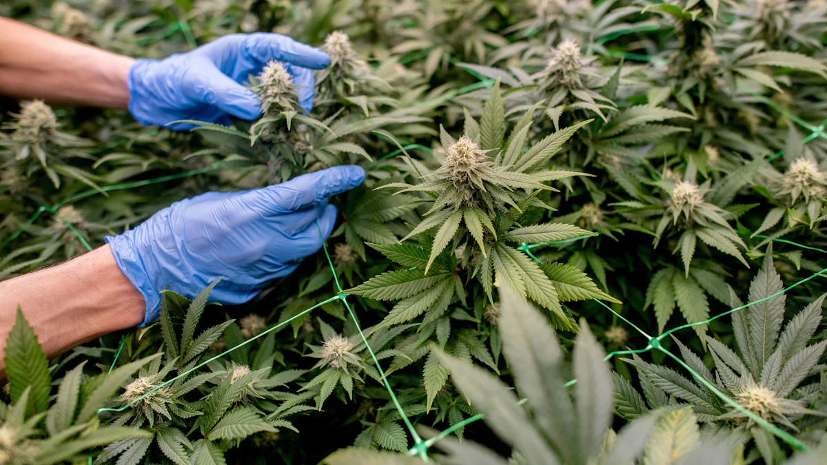 Teillegalisierung: Deutschland laut Bericht größter europäischer Markt für Cannabis