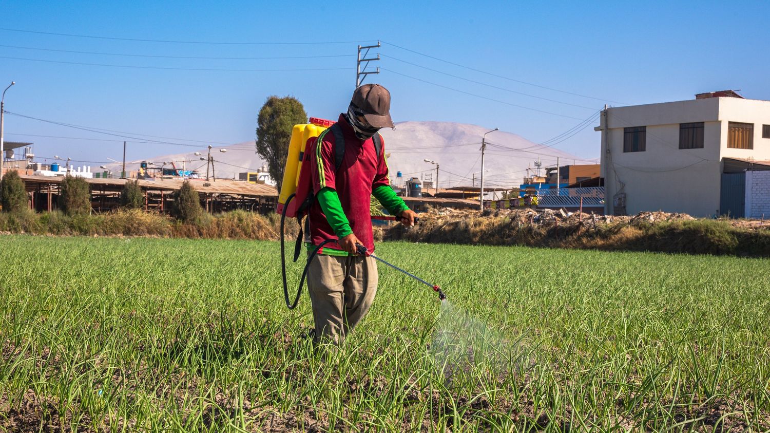 Le lien entre exposition aux pesticides et cancers établi par des chercheurs français et péruviens