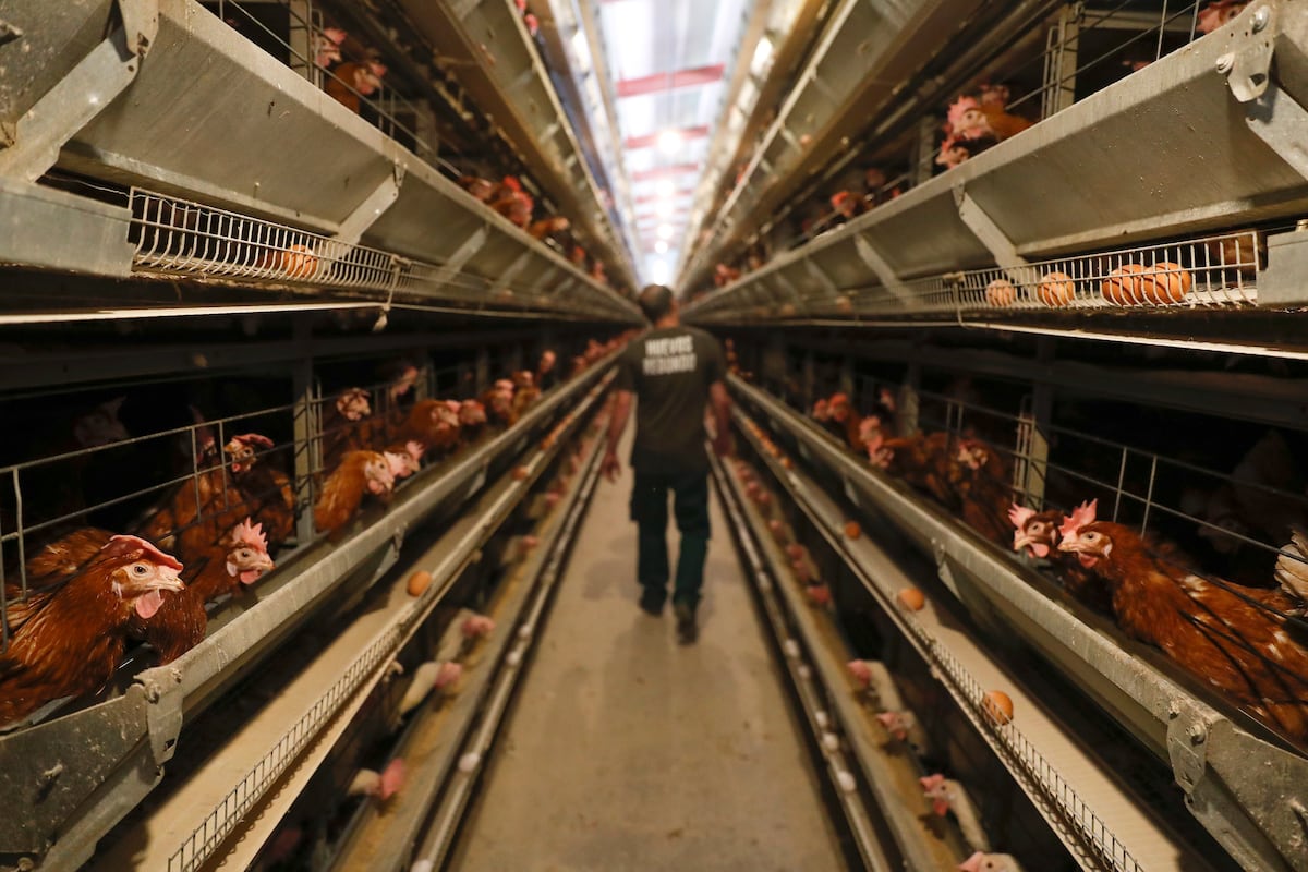 El Gobierno levanta el confinamiento de aves de corral por gripe aviar en la mayor parte de España