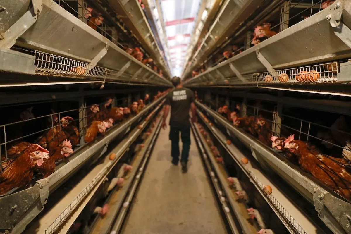 El Gobierno levanta el confinamiento de aves de corral por gripe aviar en la mayor parte de España