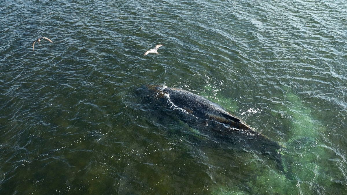 Ostsee: Rettungsversuche für den vor Wismar erneut gestrandeten Buckelwal werden eingestellt