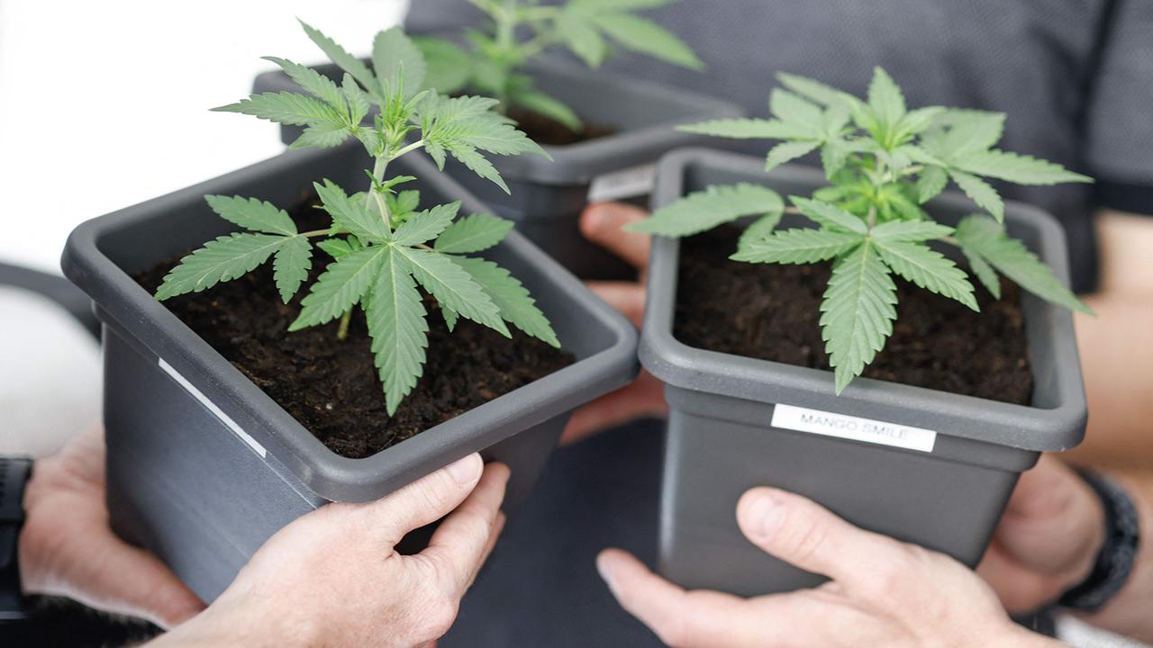 Zwei Jahre Cannabisgesetz: Unions-Minister fordern Nachbesserung