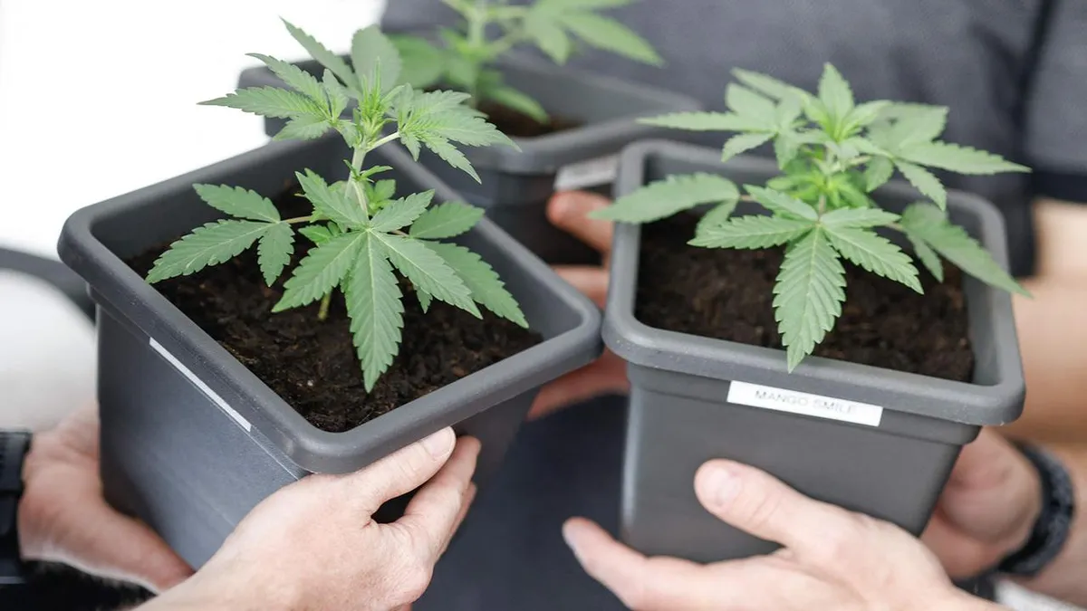 Zwei Jahre Cannabisgesetz: Unions-Minister fordern Nachbesserung