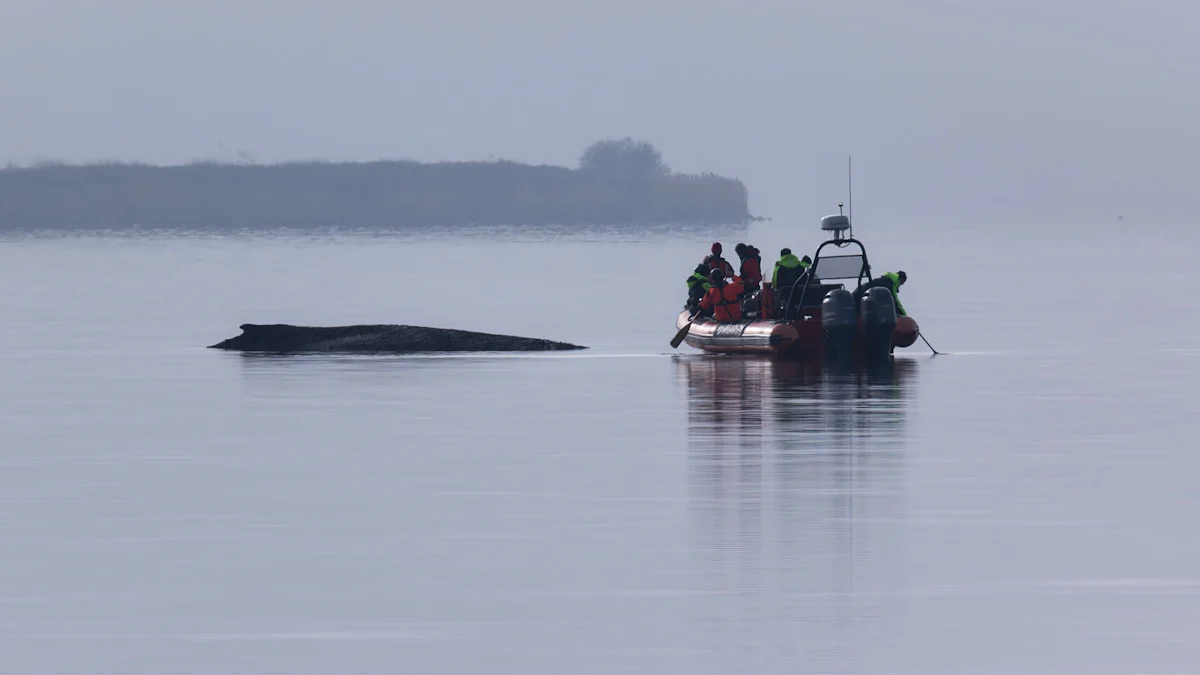 Ostsee: Rettungsversuche für Wal vor Wismar werden eingestellt