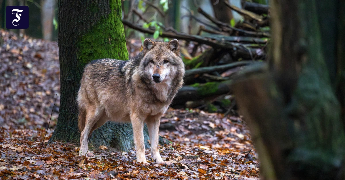 Wolfsangriff in Hamburg: Müssen wir uns jetzt vor Wölfen fürchten?