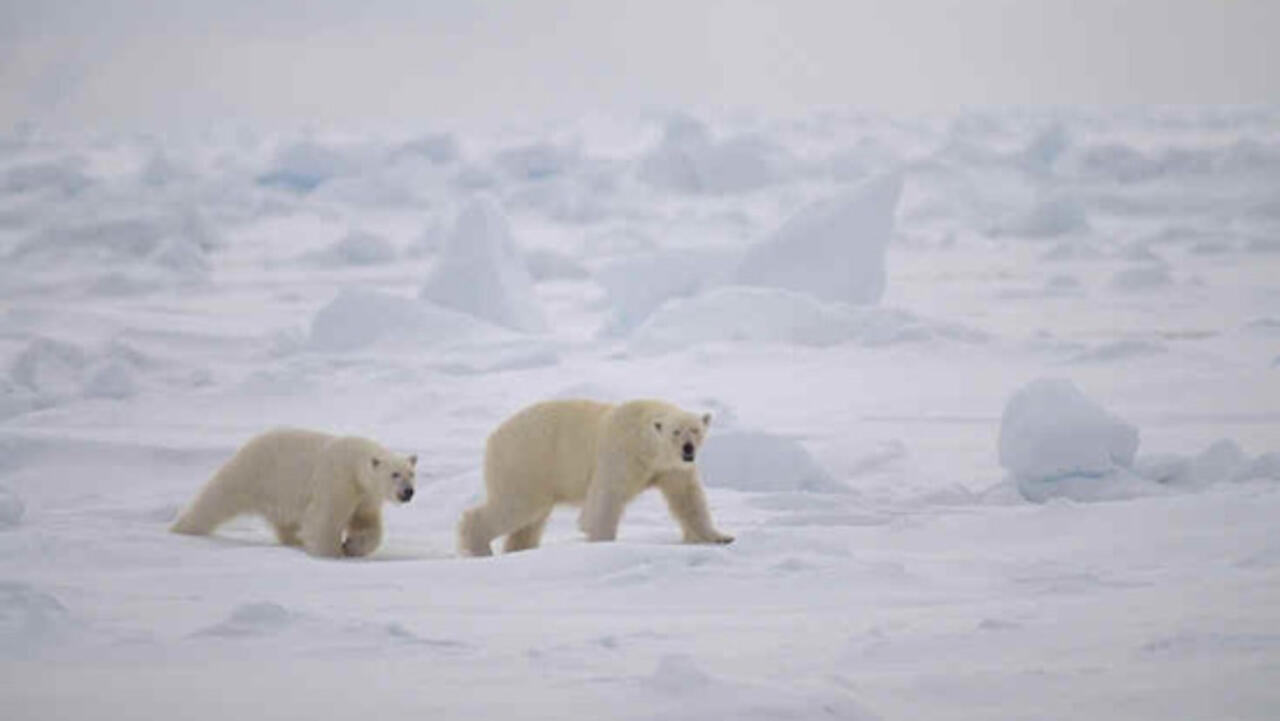 Le Canada annonce un plan 3,8 milliards de dollars pour la protection de la nature