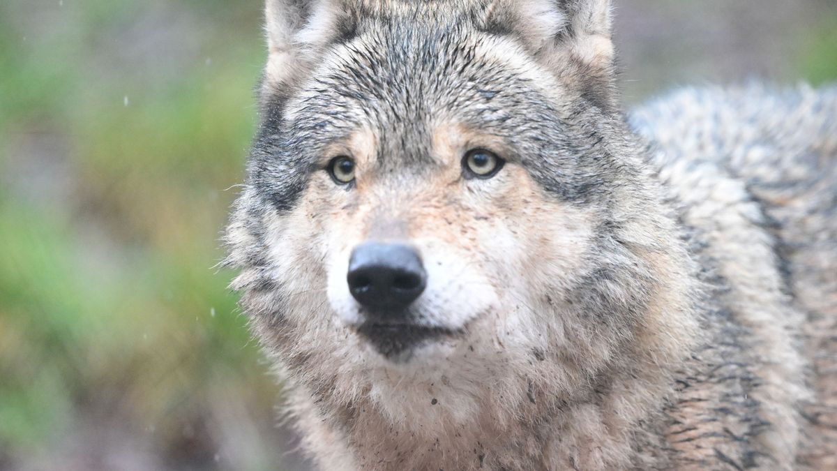 Hamburg: Hat der Wolf wirklich zugebissen?
