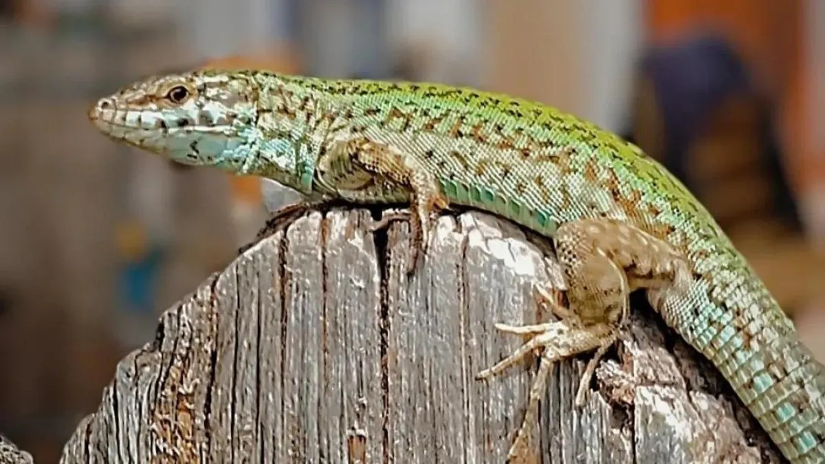 El símbolo del Make Eivissa Green Again
