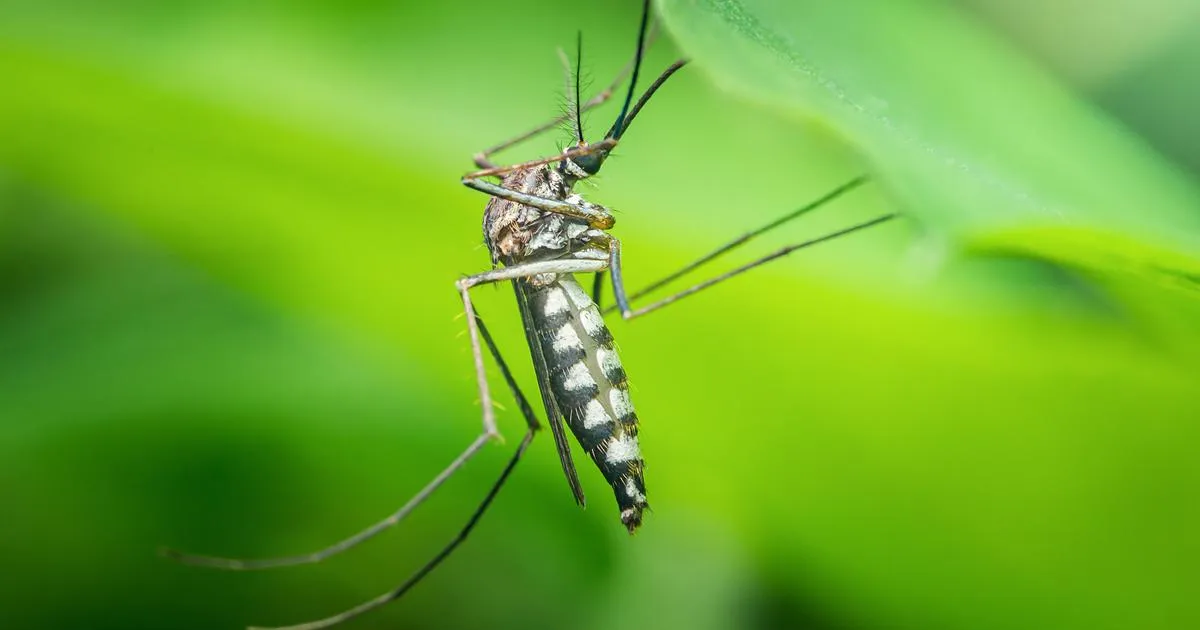 Moustiques, rongeurs, punaises : les interventions contre les nuisibles augmentent, la filière plaide pour une approche plus préventive