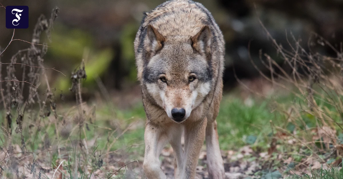 Umgang mit Tieren: Wal und Wolf zeigen unsere Entfremdung von der Natur