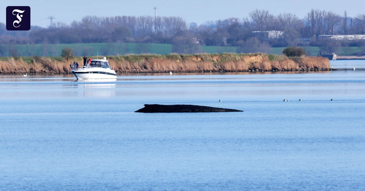 Festliegender Buckelwal: „Die Bootsbesatzung war nicht nah genug dran, um zu sehen, ob er noch atmet“