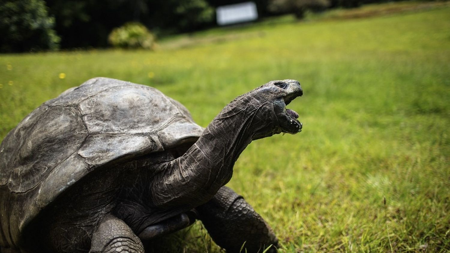 "Ce n'est pas un poisson d'avril, c'est une arnaque" : âgée de 193 ans, la tortue Jonathan est toujours "bien vivante"