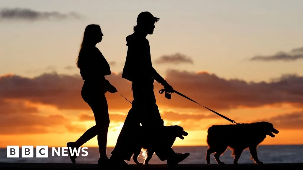 Brazil grants joint custody over pets in new law for separated couples