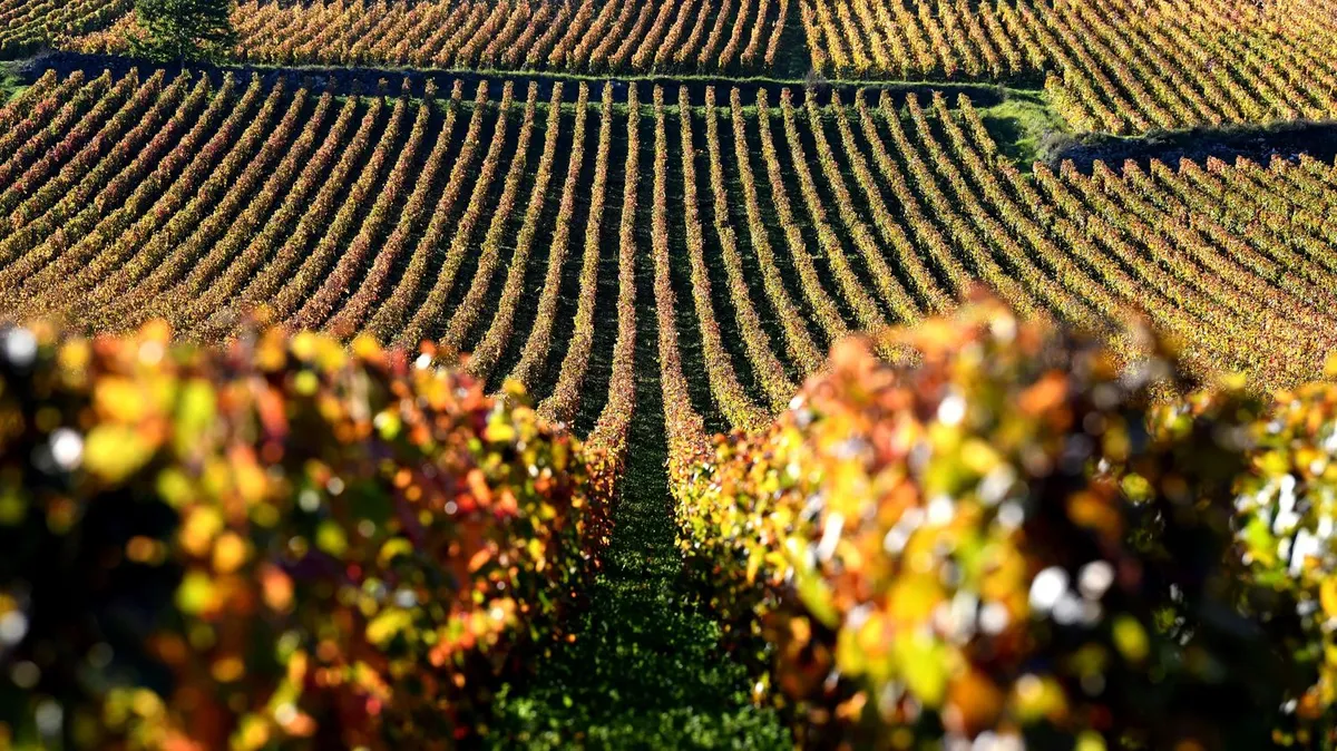 Une bouteille de romanée-conti vendue pour plus de 700 000 euros aux enchères à New York, un record